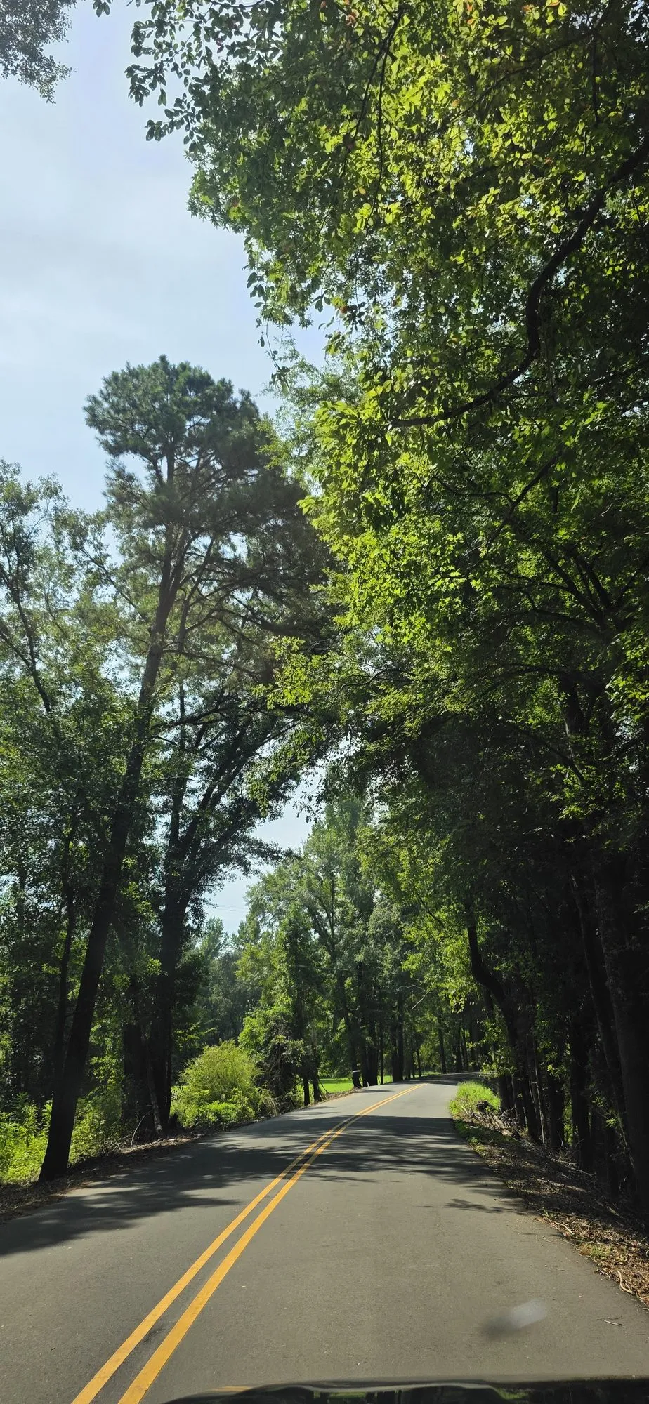 Shaded lane through the trees in Duncanville