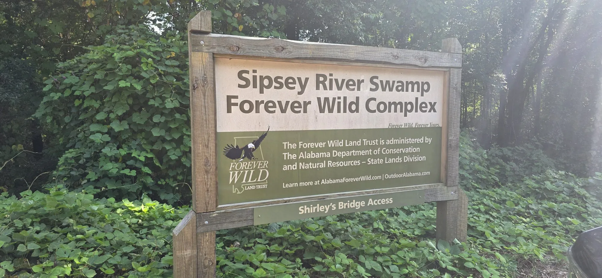 Sipsey River Swamp Forever Wild Complex, Shirley's Bridge access near Echola