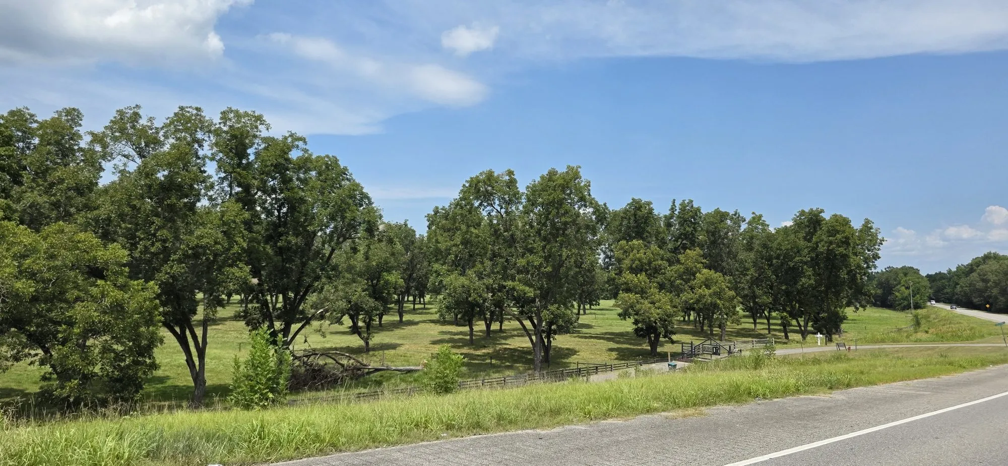 Pecan orchard rows along the highway in Fosters
